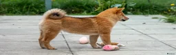 Japanese Shiba Inu dogs for sale: Pets home for stunning keeper girl  - Advert 7