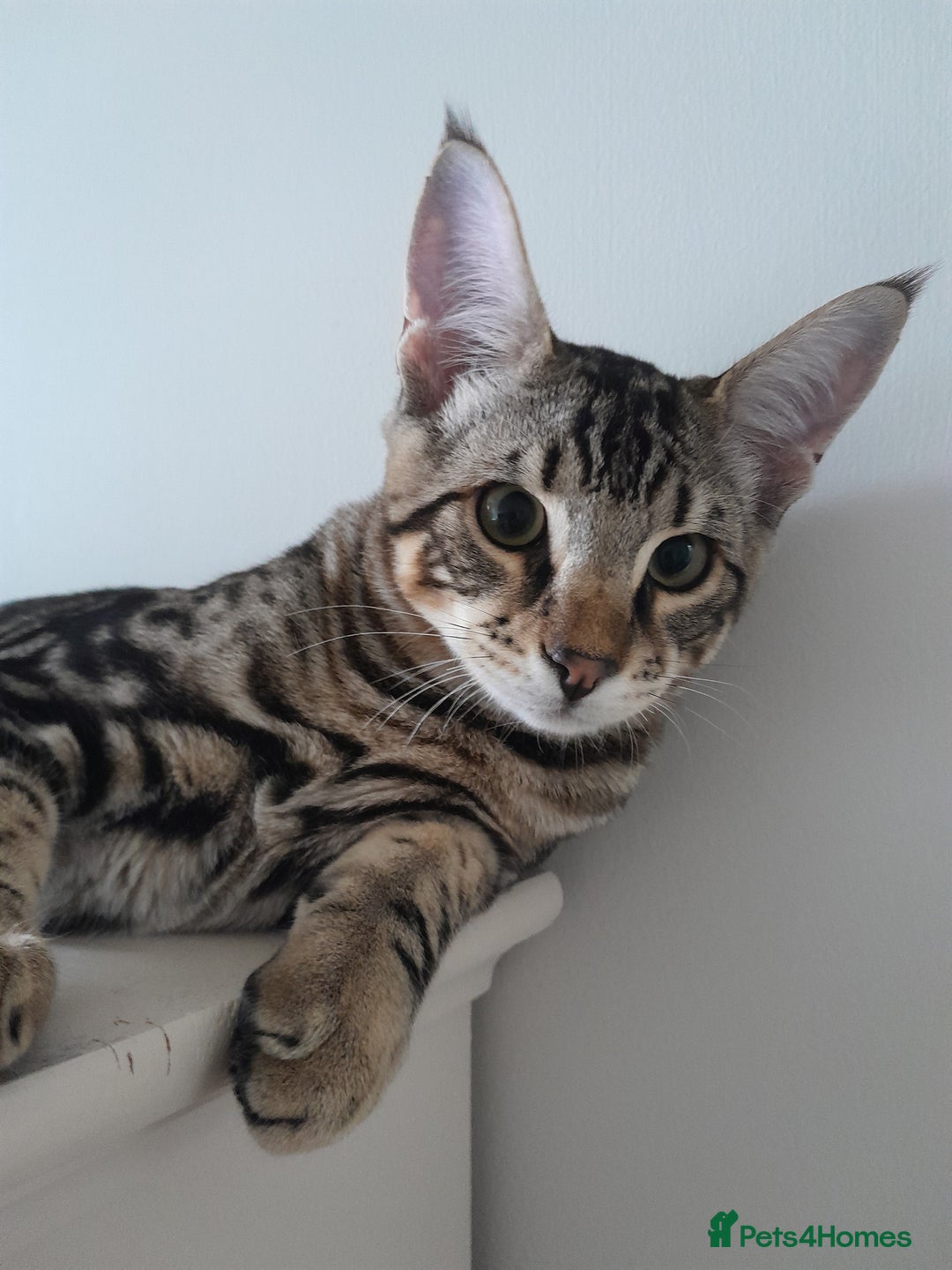 Savannah cats for sale: Full Pedigree TICA Reg Marbled Savannah Boy Kitten - Image 14
