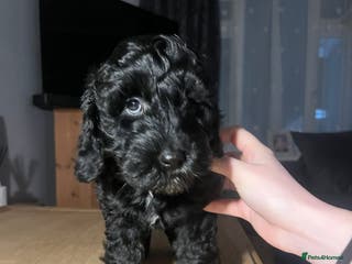 Cockapoo dogs Adorable Cockapoo Puppies - First Litter - Advert 15