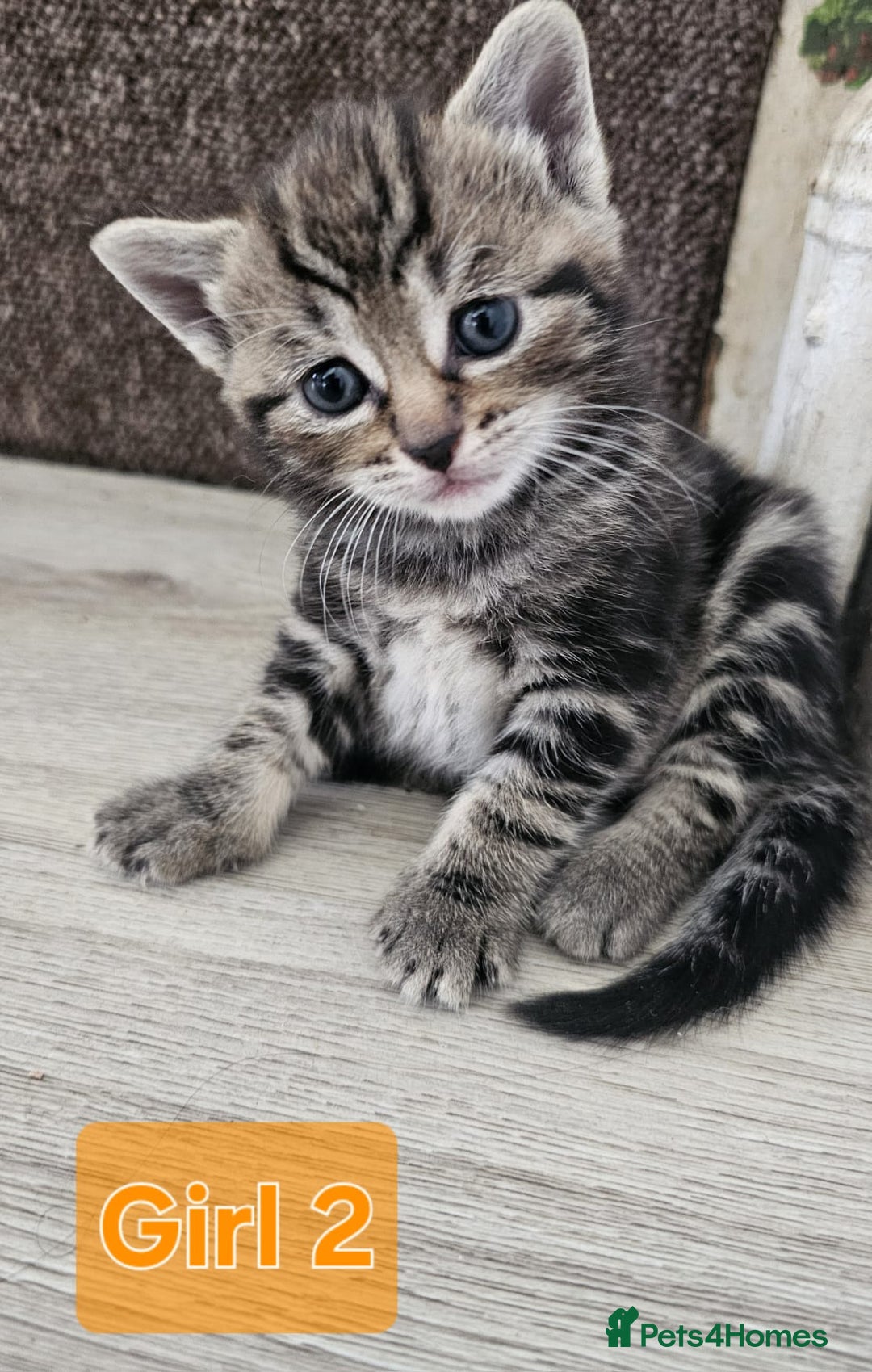 Mixed Breed cats for sale:  Kittens😹🐱😻collection on August 24 and 31. - Image 9