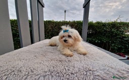 Maltipoo dogs for sale: Olivia M - Image 14