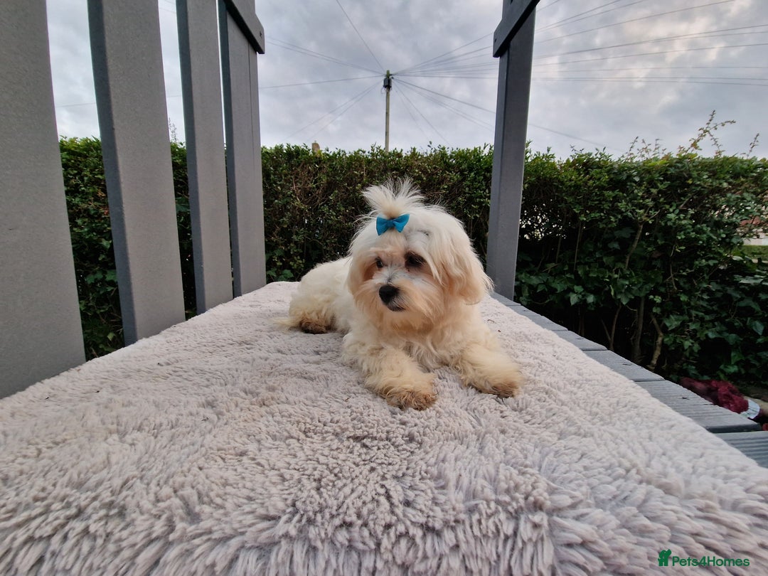 Maltipoo dogs for sale: Olivia M - Image 14
