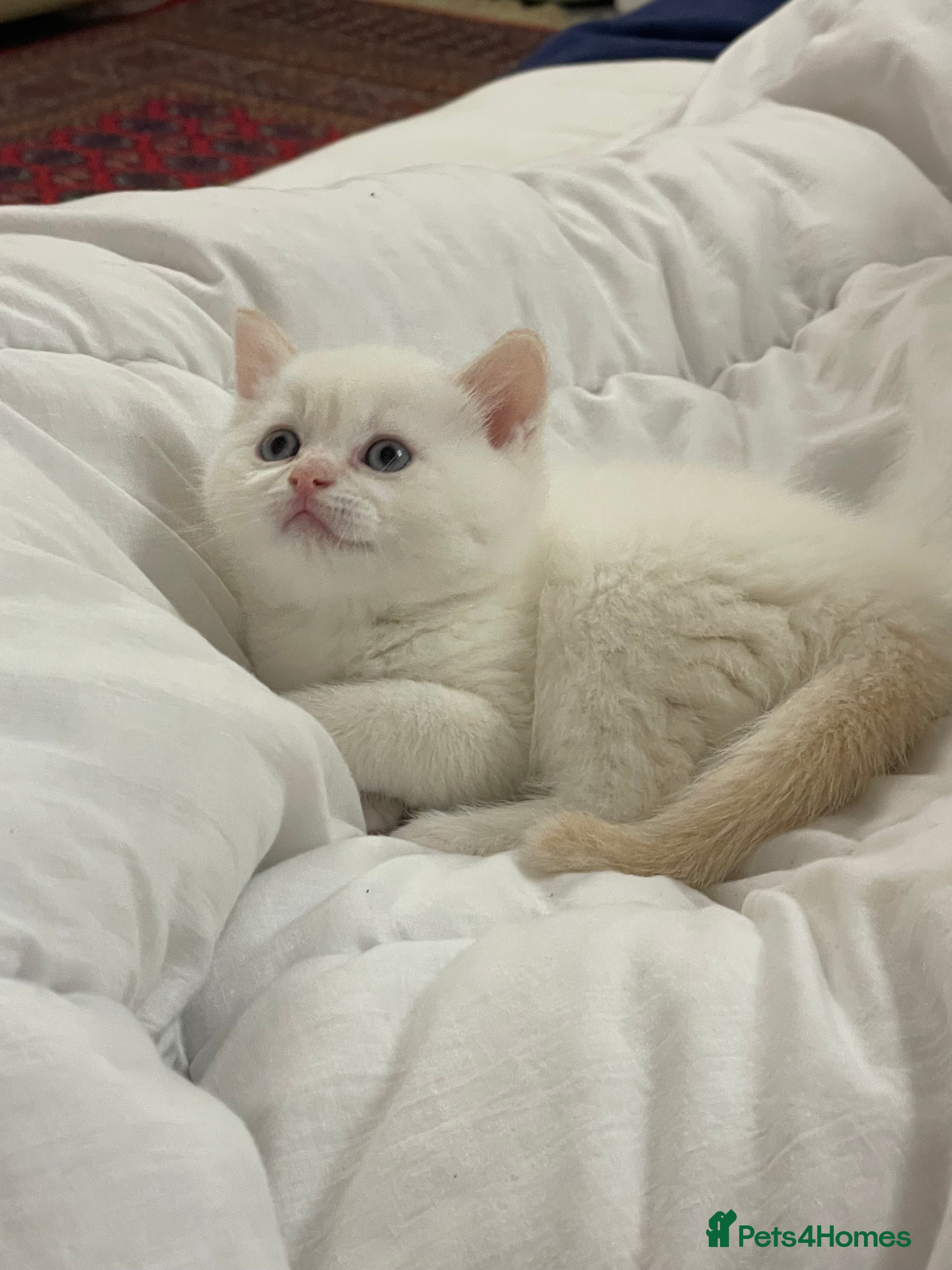 British Shorthair cats last one Adorable golden point boy - Advert 6