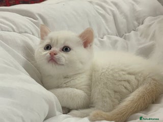 British Shorthair cats last one Adorable golden point boy - Advert 6