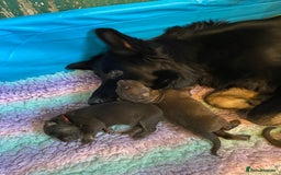 German Shepherd dogs for sale: Beautiful straight back German Shepherds  - Image 5