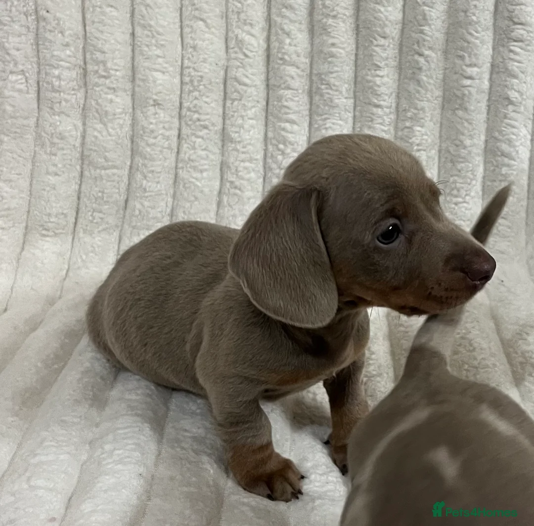 Miniature Dachshund dogs for sale: Stunning Isabella mini dachshund puppies - Advert 3