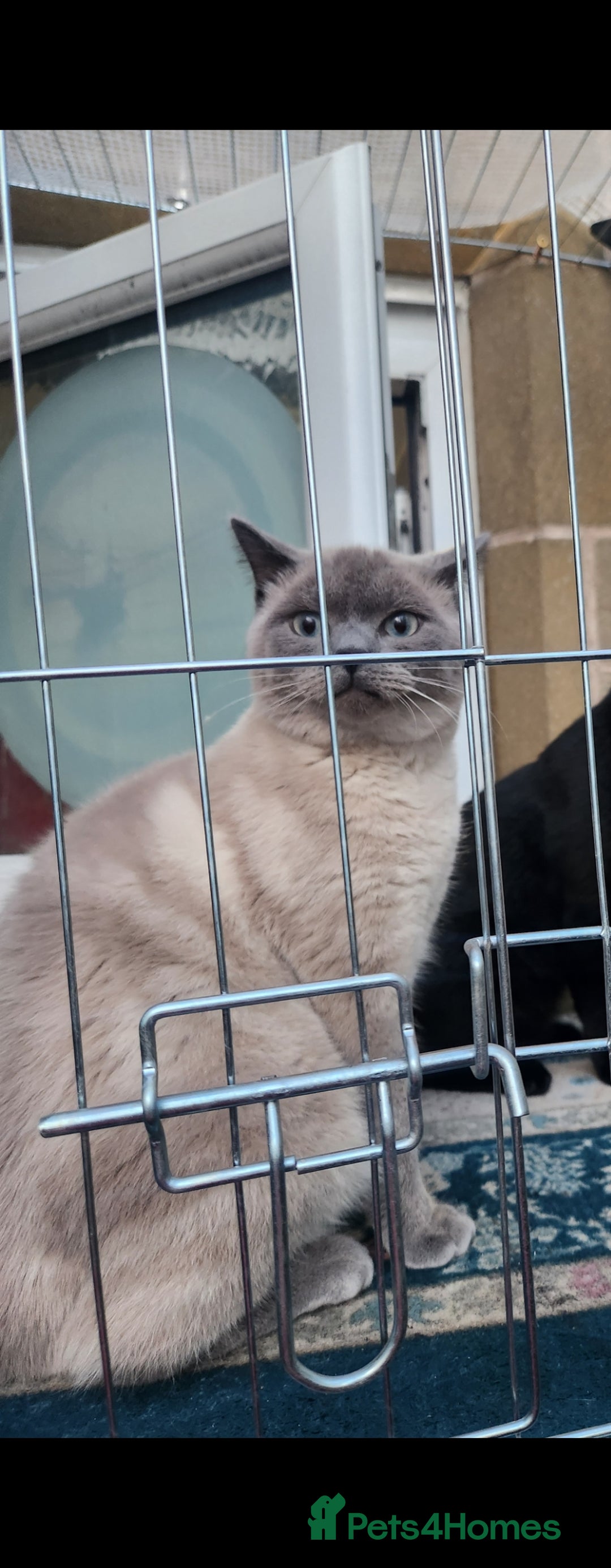 British Shorthair cats for sale: 2 male british short hair cats  - Image 4