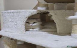Mixed Breed cats for adoption: NOVA- TURKISH ANGORA GIRL ADORABLE SPAYED - Image 5