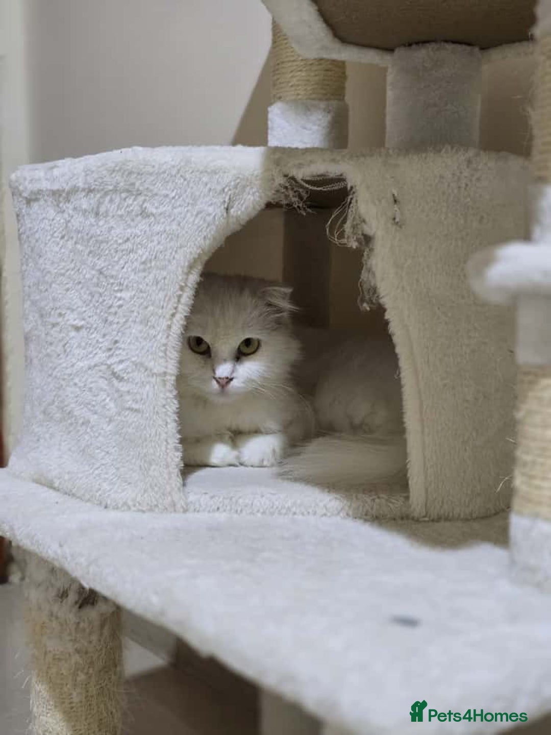 Mixed Breed cats for adoption: NOVA- TURKISH ANGORA GIRL ADORABLE SPAYED - Image 5