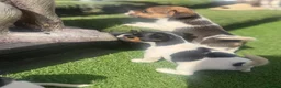 Jack Russell dogs for sale: 5 beautiful Jack Russell puppies  in Wickford - Advert 18