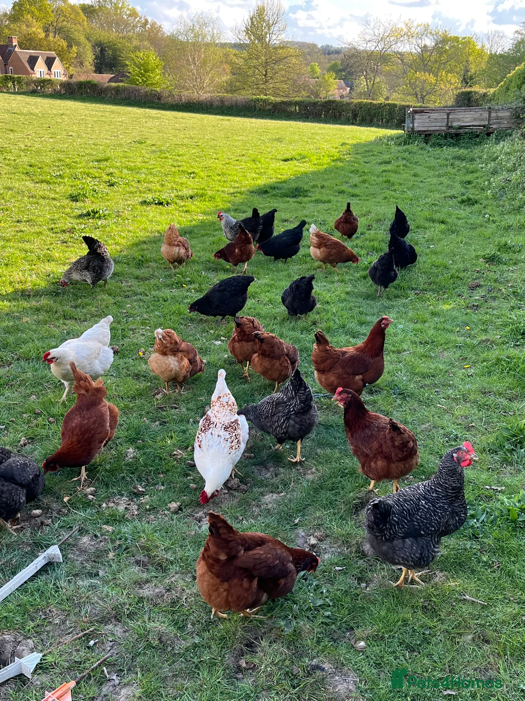 Chickens poultry for sale: Lovely Hybrid Point of Lay Hens for sale.  - Advert 15