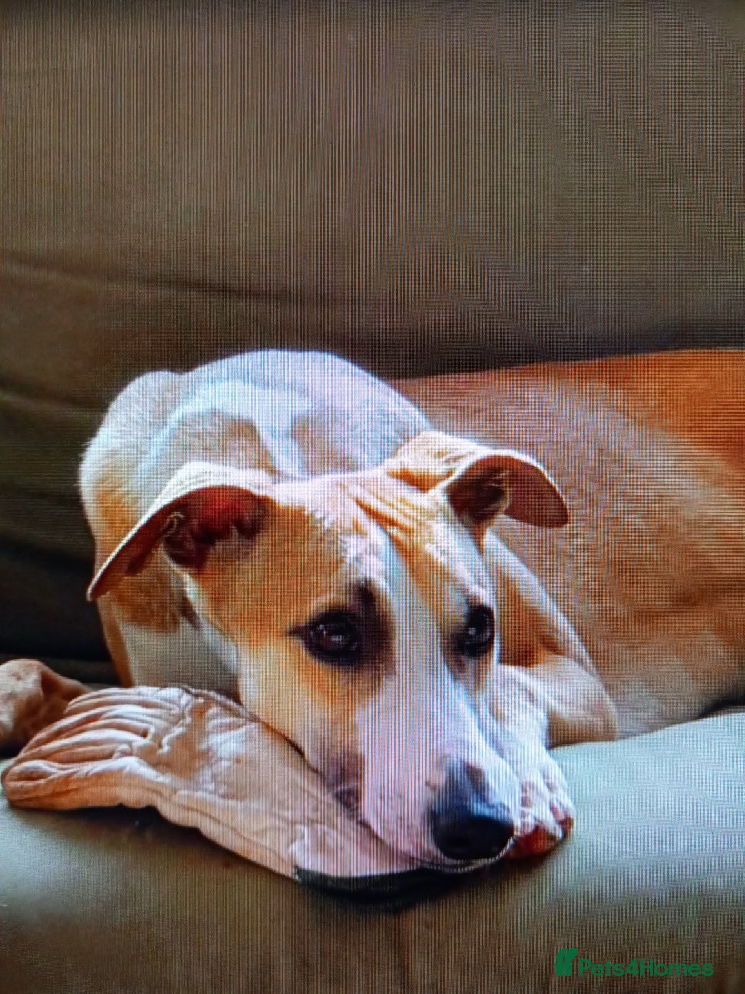 Whippet dogs for sale: Top Class Whippet Puppies bred from Champions - Image 8