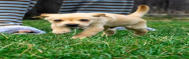 Labrador Retriever 1
