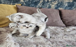 Scottish Fold cats for sale: Two boys Scotitish fold - Image 2