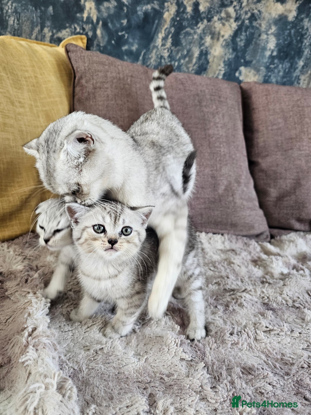 Scottish Fold cats for sale: Two boys Scotitish fold - Image 2