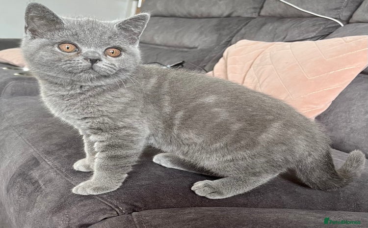 British Shorthair cats in Keighley - Advert 11