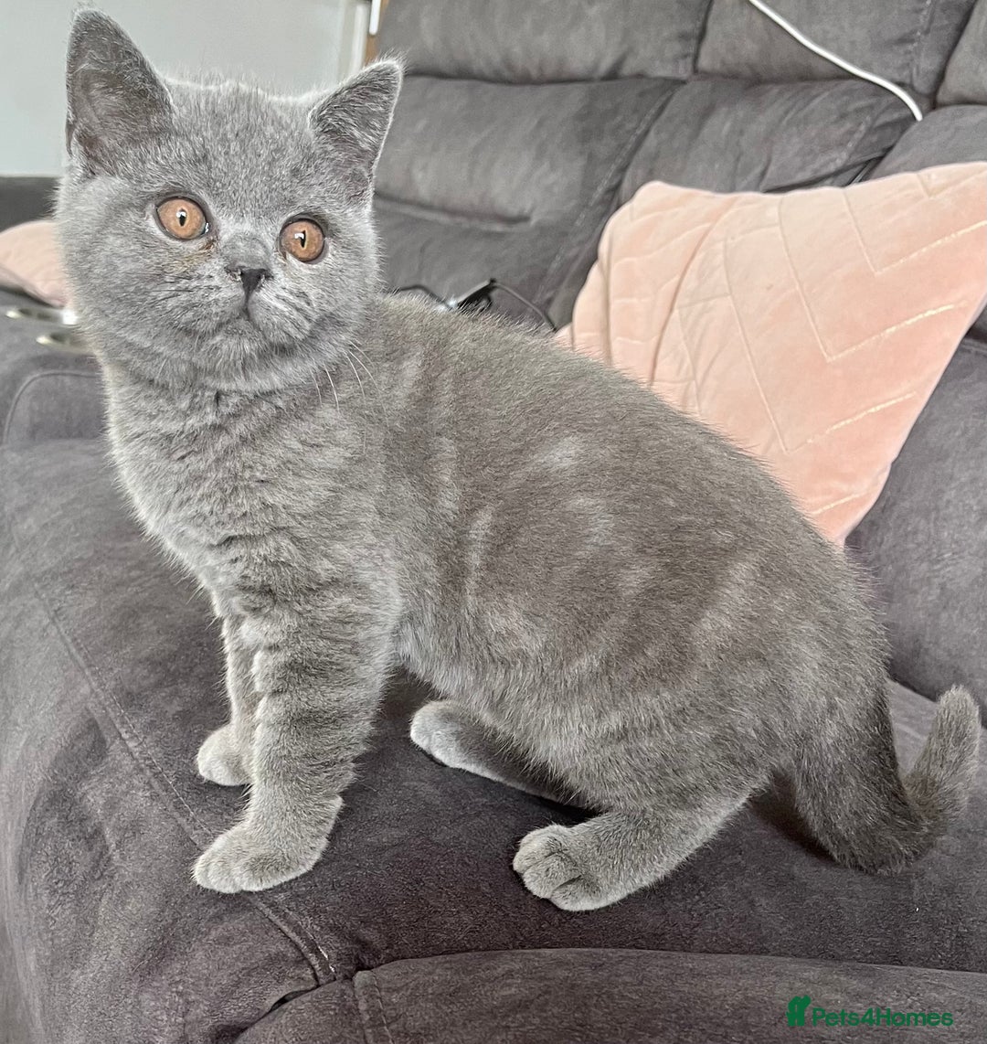 British Shorthair cats for sale: British Shorthair Female kitten-Ready to leave now in Keighley - Image 1