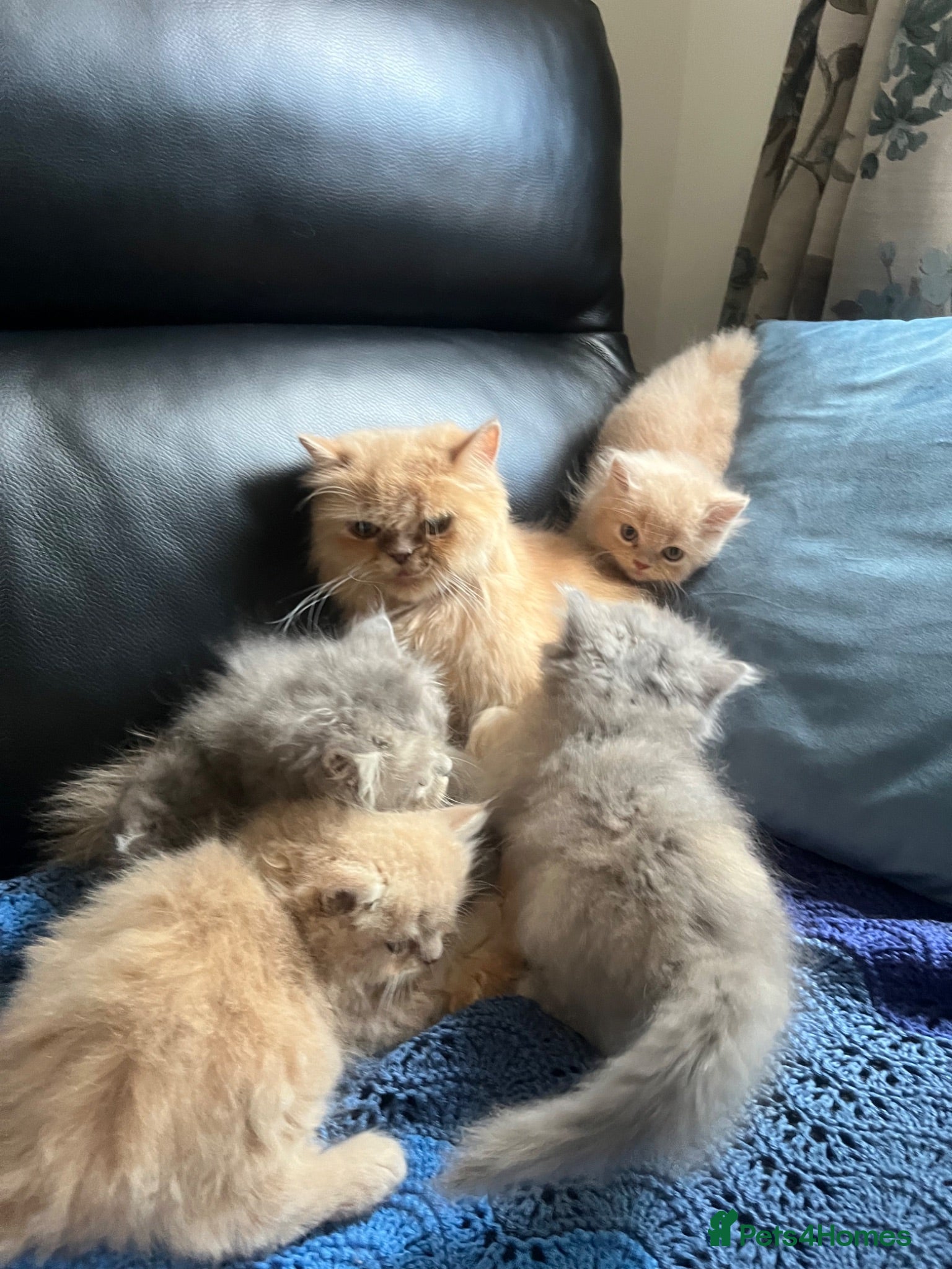 Persian cats 5 Beautiful Persian Kittens 💕🐾💙 - Advert 1