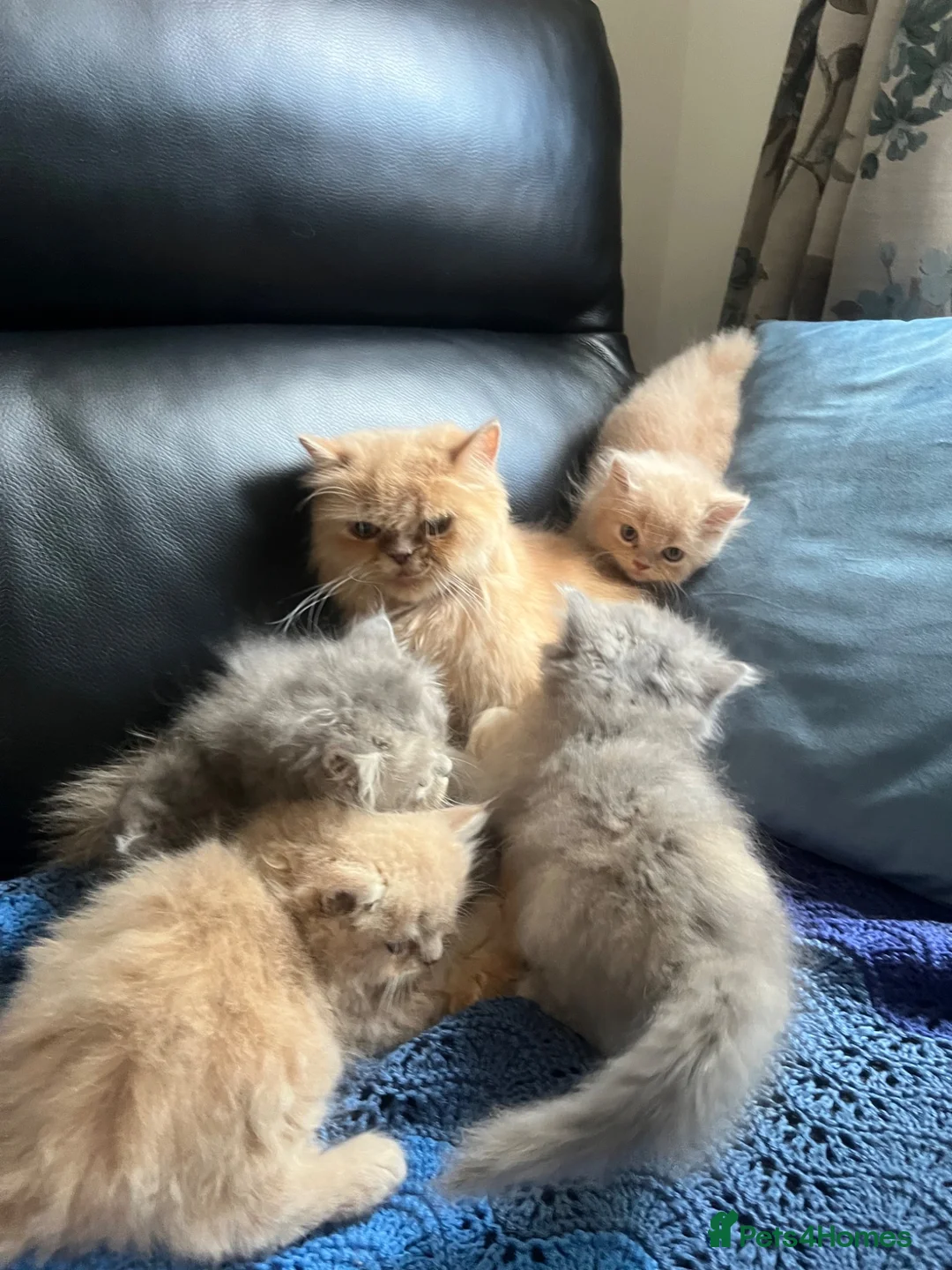 Persian cats for sale: 5 Beautiful Persian Kittens 💕🐾💙 - Advert 1