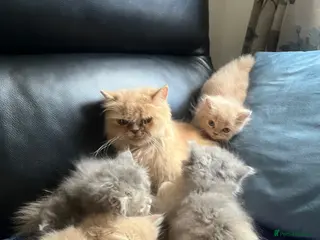 Persian cats 5 Beautiful Persian Kittens 💕🐾💙 - Advert 4