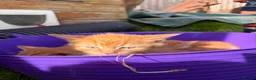 Domestic Shorthair cats for sale: Three ginger male kittens for sale  - Advert 5