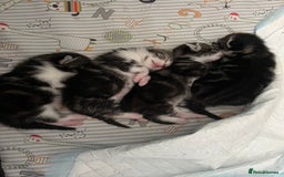 Mixed Breed cats for sale: Tabby Female Kitten, grey & white, 6 week old  - Image 7