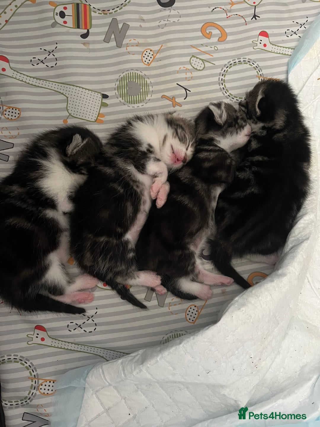 Mixed Breed cats for sale: Tabby Female Kitten, grey & white, 6 week old  - Image 7
