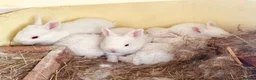 New Zealand rabbits for sale: Purebred New Zealand Rabbits Socialized & Healthy - Advert 3