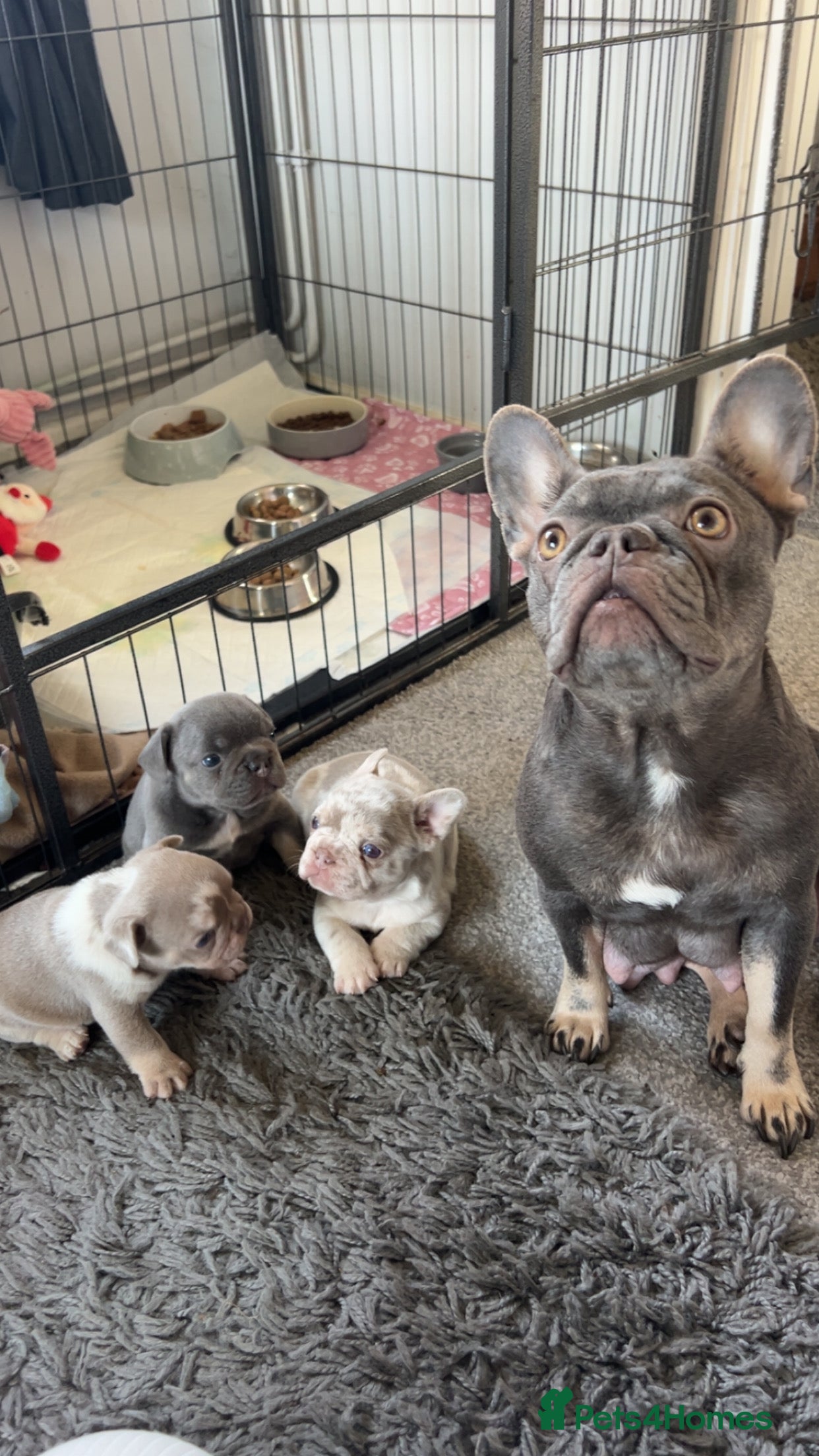 French Bulldog dogs two pups remaining  - Advert 1