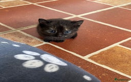 Mixed Breed cats for sale: Adorable mixed breed kittens  - Image 3