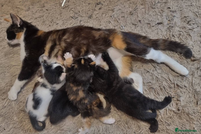 Bombay cats - Advert 8