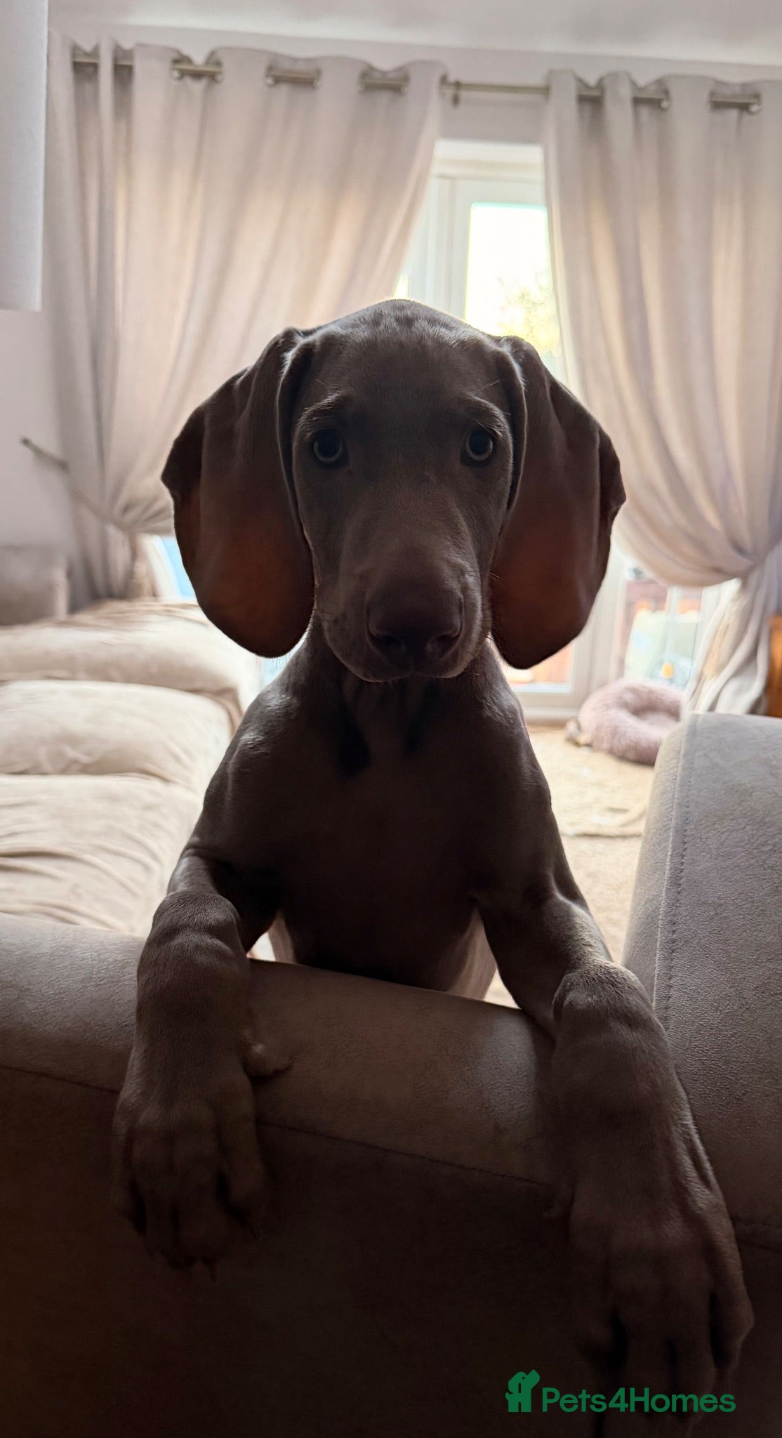 Weimaraner dogs Wonderful KC Reg Weimaraner Puppies x 6  - Advert 2