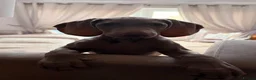 Weimaraner dogs for sale: Wonderful KC Reg Weimaraner Puppies x 6  - Advert 2