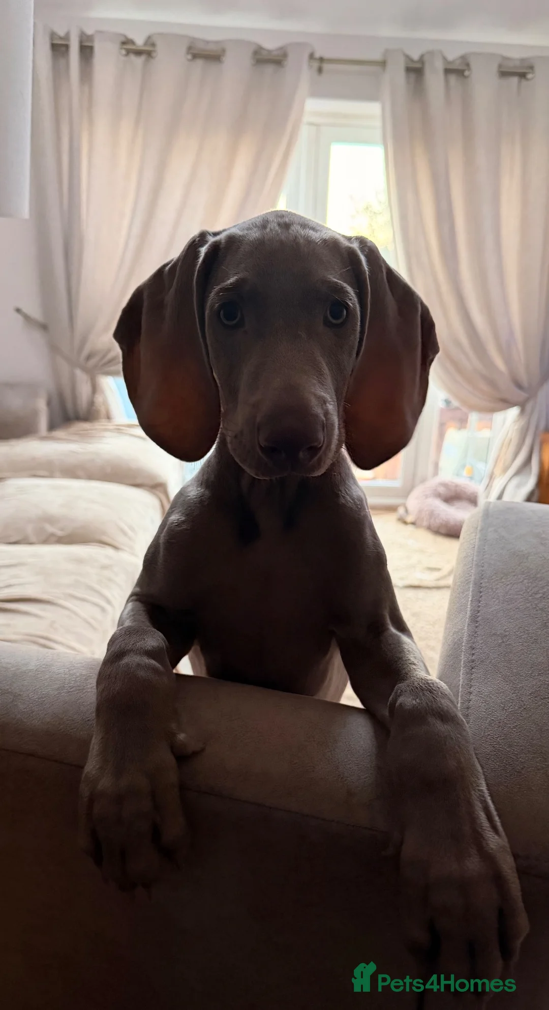 Weimaraner dogs for sale: Wonderful KC Reg Weimaraner Puppies x 6  - Advert 2