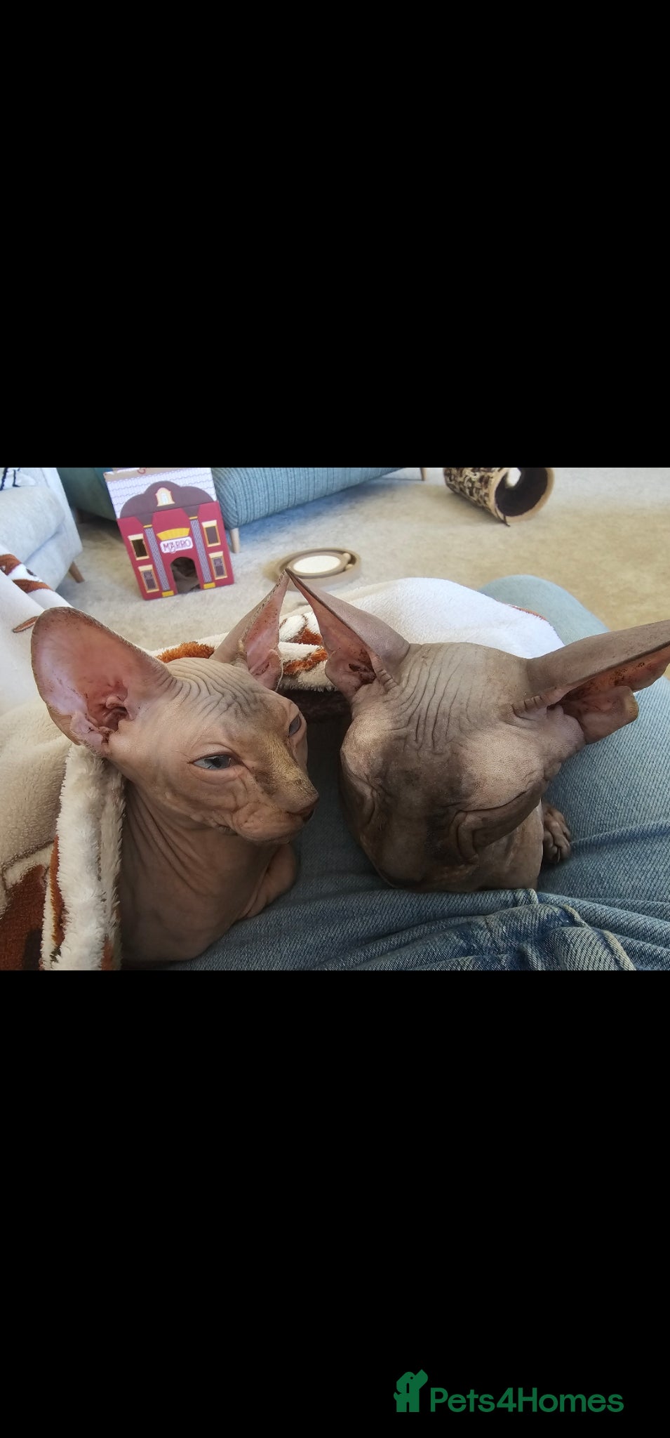 Sphynx cats for sale: Beautiful bonded pair  - Advert 1