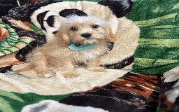 Cavachon dogs for sale: Fluffball Cavapoos ready to go 💕 - Image 27