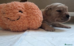 Golden Retriever dogs for sale: KC Registered Golden Retriever Puppies  - Image 25