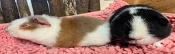 Guinea Pig rodents for sale: Gorgeous pair of Teddy boys/boars/males - Advert 3
