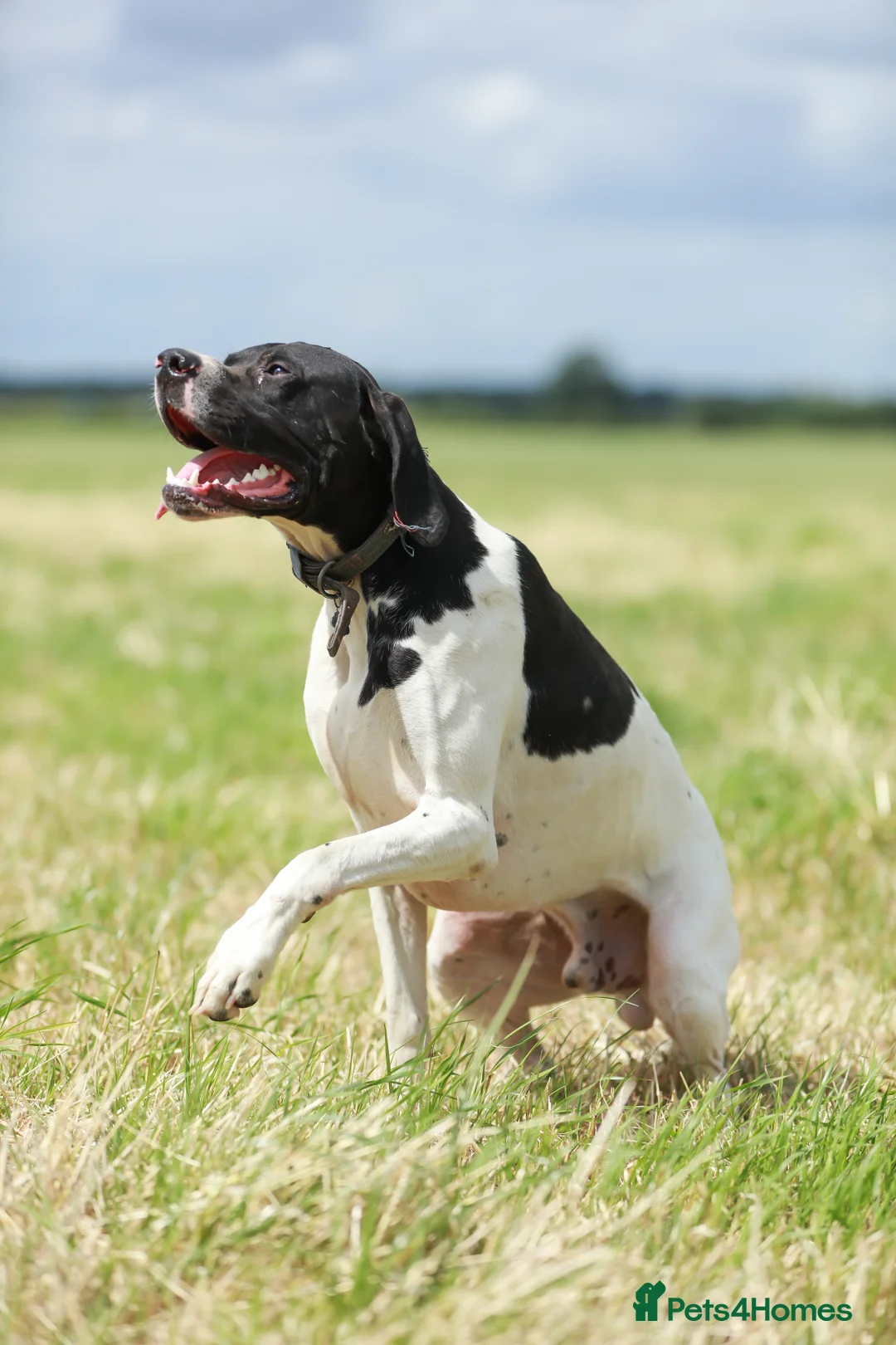 Pointer dogs for stud: Proven Health tested pointer  in Doncaster - Advert 8