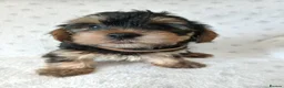 Yorkshire Terrier dogs for sale: YORKSHIRE TERRIER BOY PUPPIES READY NOW in Southampton - Advert 24