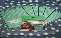 Cane Corso dogs for sale: CLOSING ADVERT ONCE REVIEWS ARE MADE - Advert 3