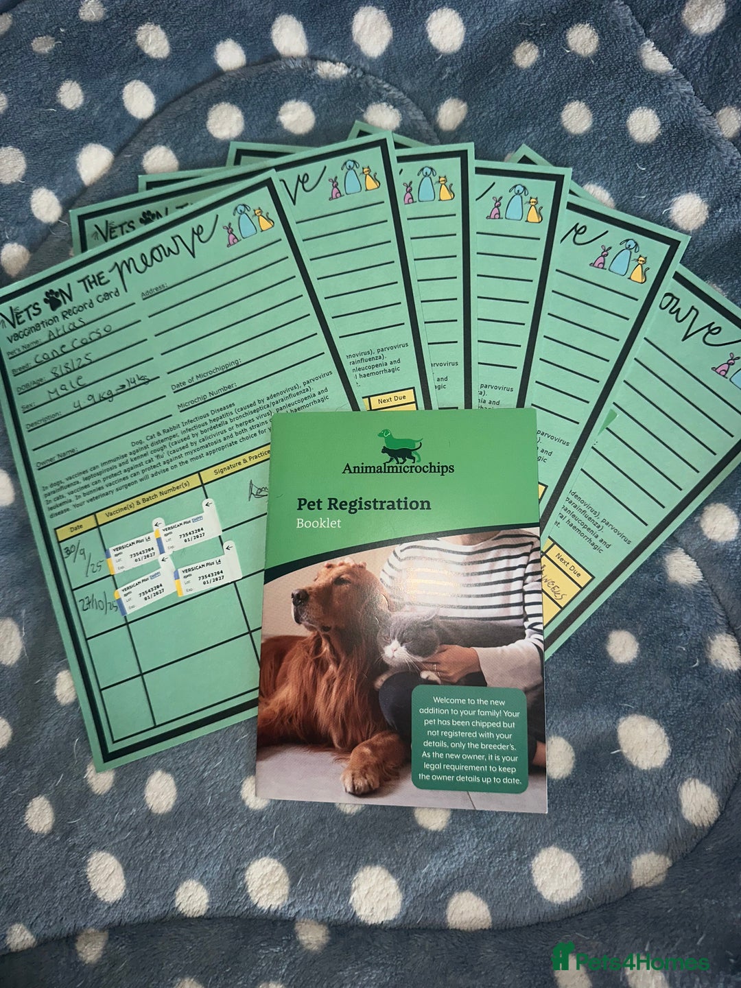 Cane Corso dogs for sale: CLOSING ADVERT ONCE REVIEWS ARE MADE - Advert 3