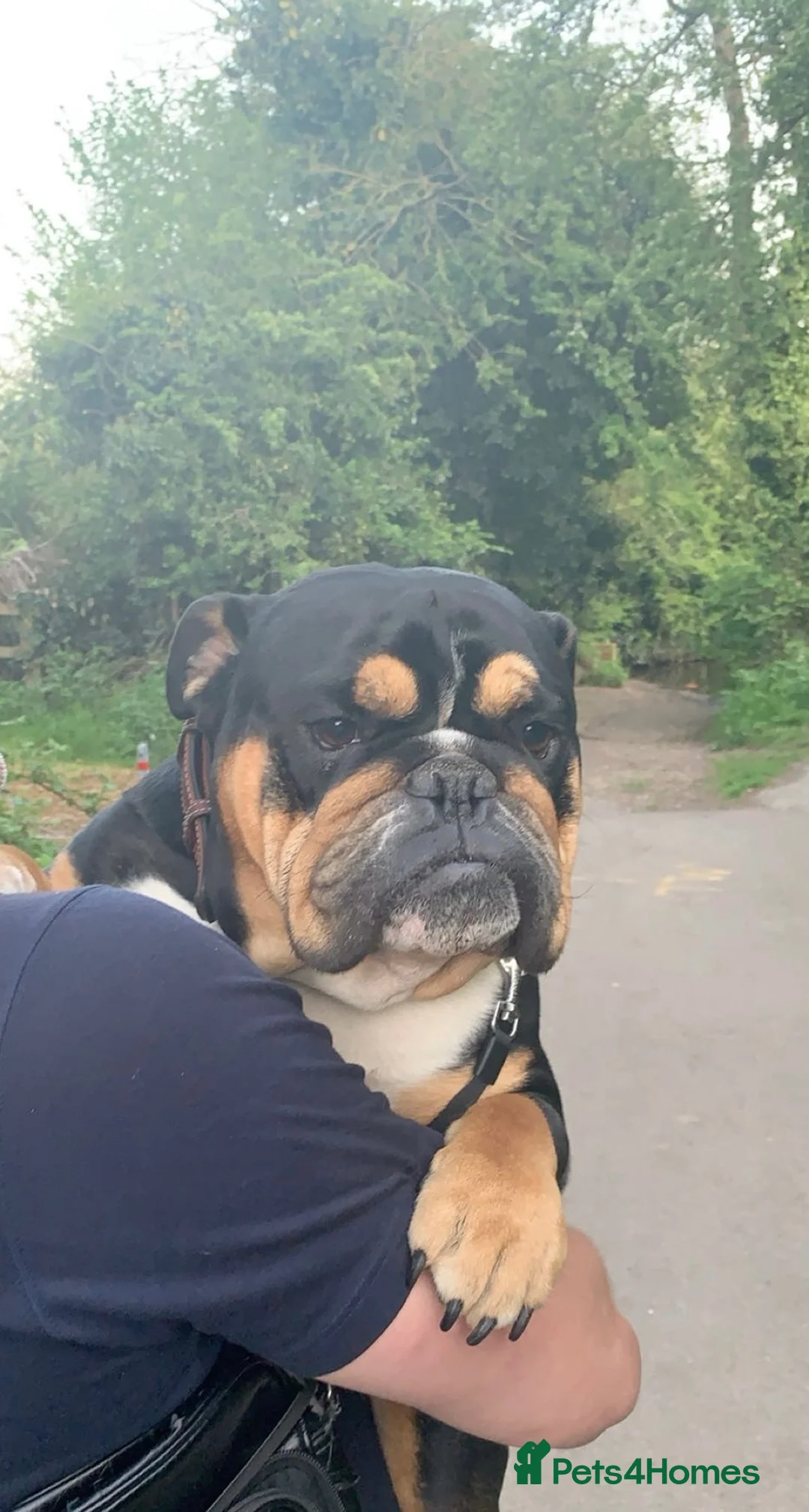 English Bulldog dogs for stud: Lord Leonardo (Archie) Stud - Advert 2