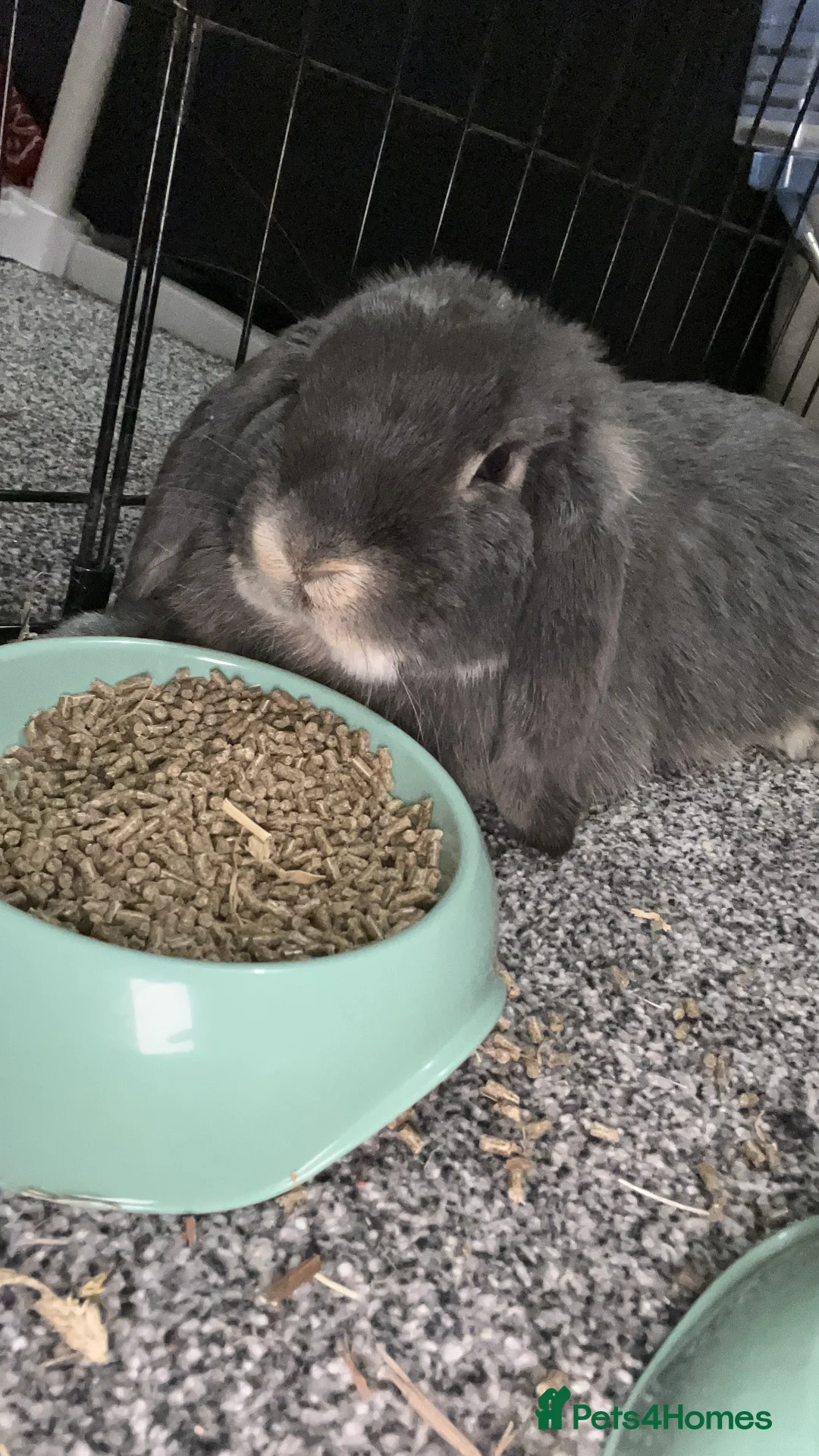 Mini Lop rabbits for sale: Gorgeous mini lop male  in Chesterfield - Advert 3