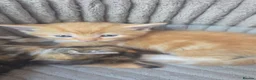 Mixed Breed cats for sale: Ginger boy - Advert 2