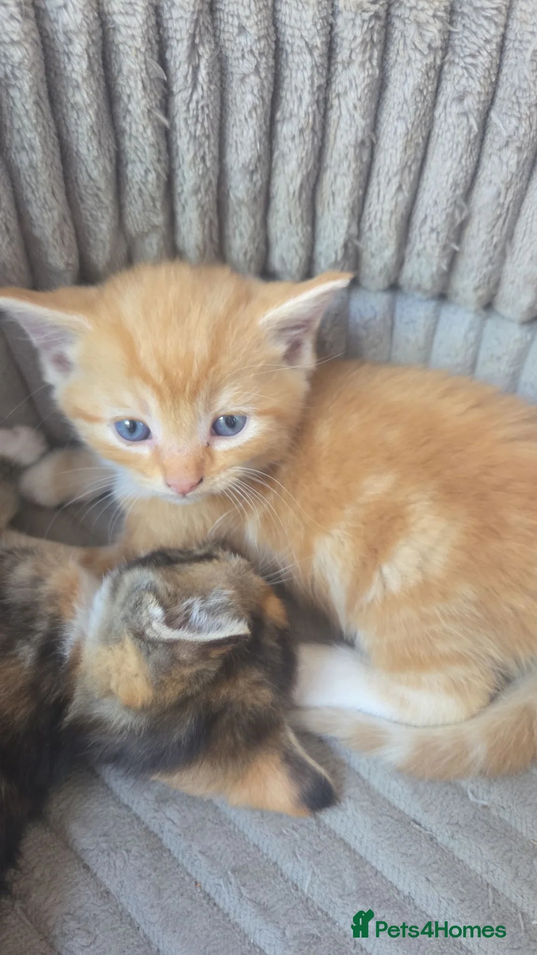 Mixed Breed cats for sale: Ginger boy - Advert 2