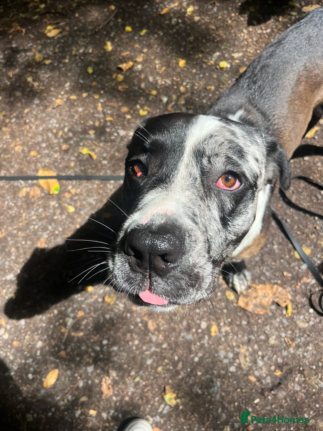 Mixed Breed dogs for sale: Stunning litter of 7 Presa Canario X Bandog - Advert 5