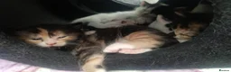 Mixed Breed cats for sale: 5 Beautiful Kittens for sale  - Advert 14