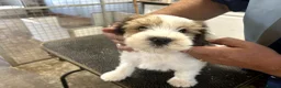 Tibetan Terrier dogs for sale: Araki Tibetan Terriers - Advert 4