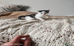 Khao Manee cats for sale: Beautiful 3 kittens  - Image 9